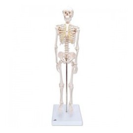 Mini esqueleto "Shorty", sobre zócalo