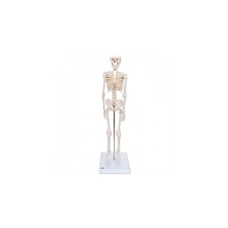 Mini esqueleto "Shorty", sobre zócalo